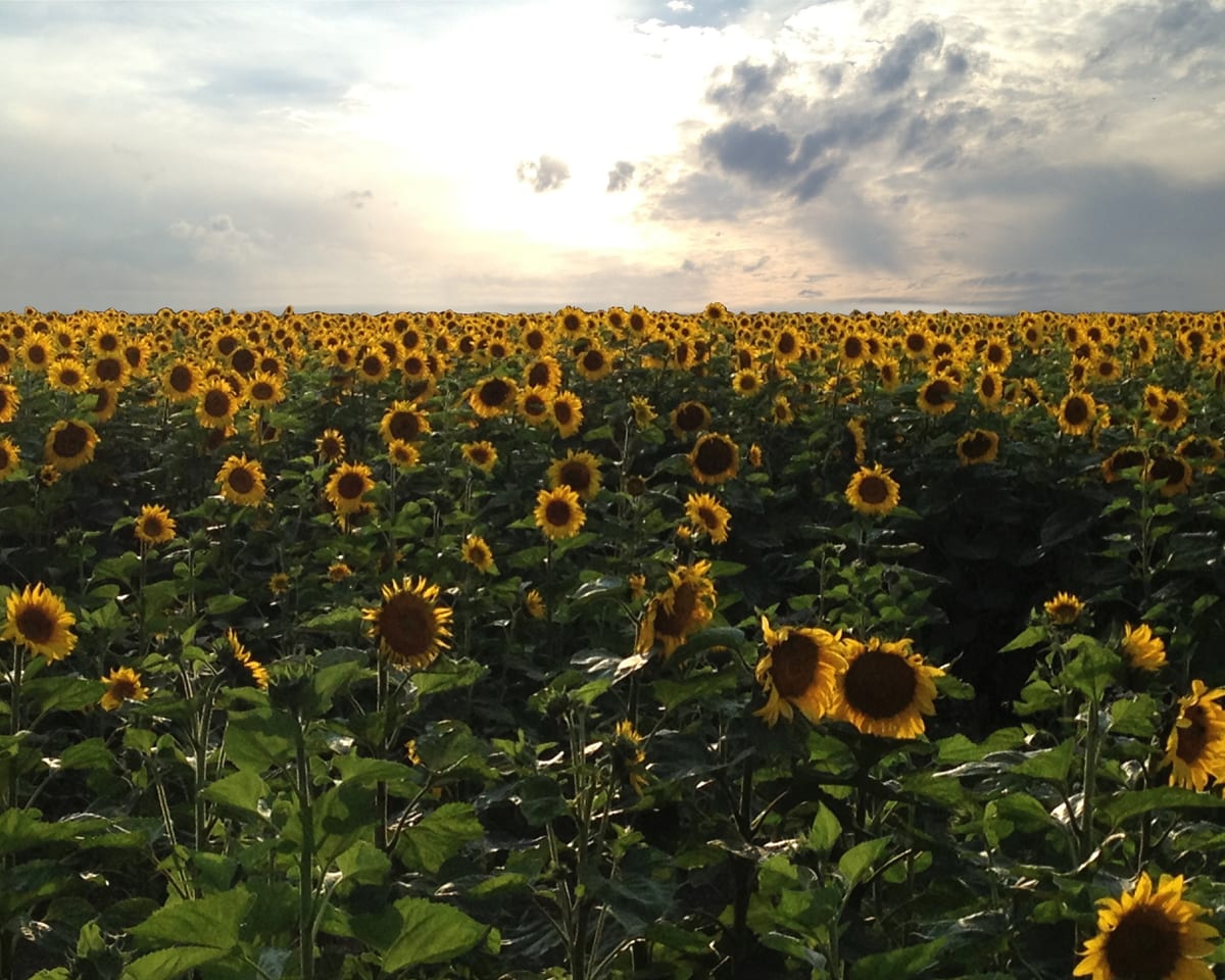 A field of sunflowers under a cloudy Kansas sky in late afternoon
